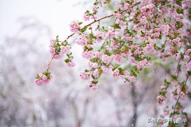 今天九月初九,老人说"大雪多不多，就看九月初九",今冬大雪多？