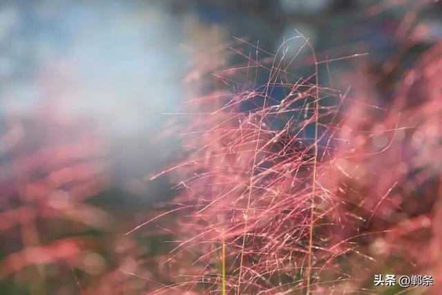 峰峰秋日“宠粉”已上线