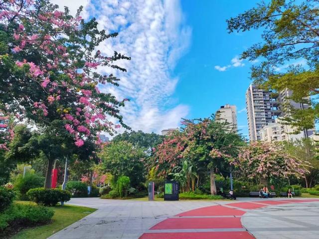 最近，不少深圳人都在捡！发图狂晒战绩，“有一种寻宝的感觉”