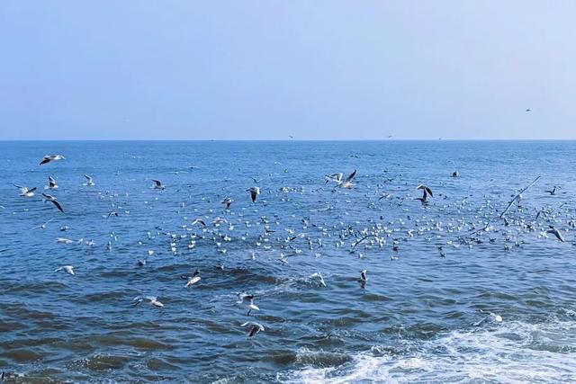 来日照看海鸥！位置→