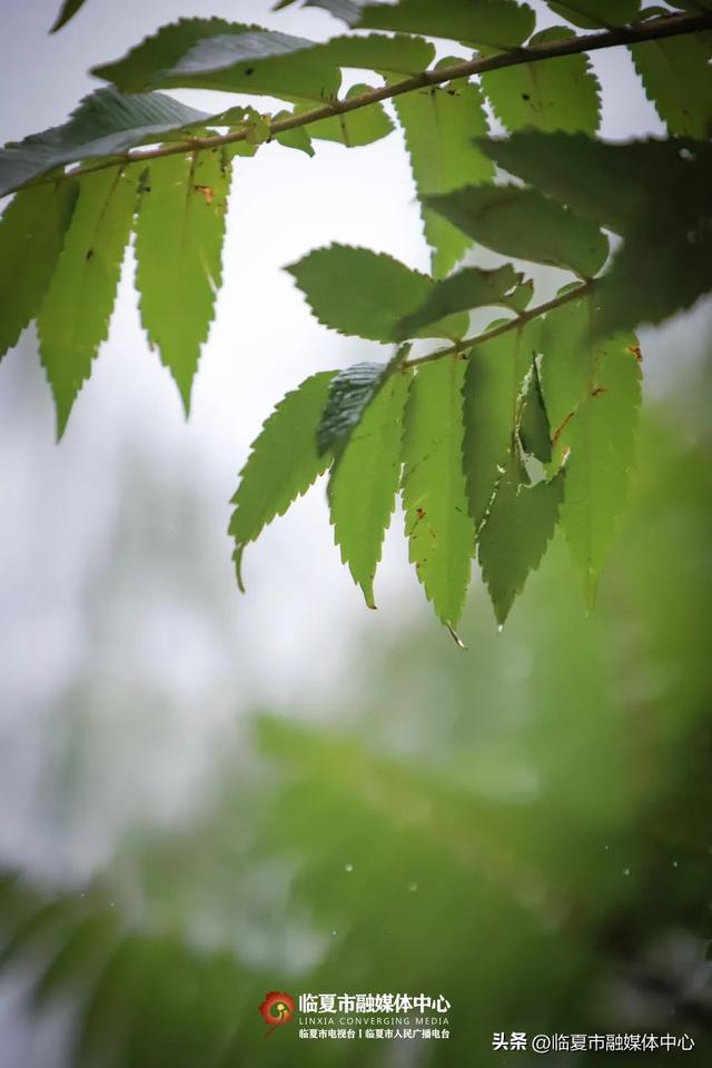 秋雨落，诗意起…邂逅临夏秋雨的美
