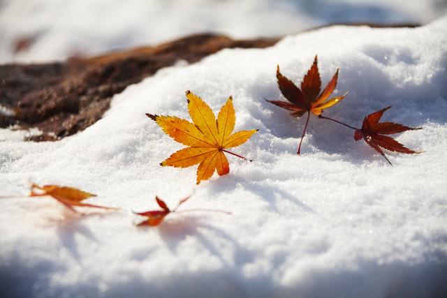 上午冬至，冰上走；下午冬至，棉袄丢，今年到底是冻还是暖？