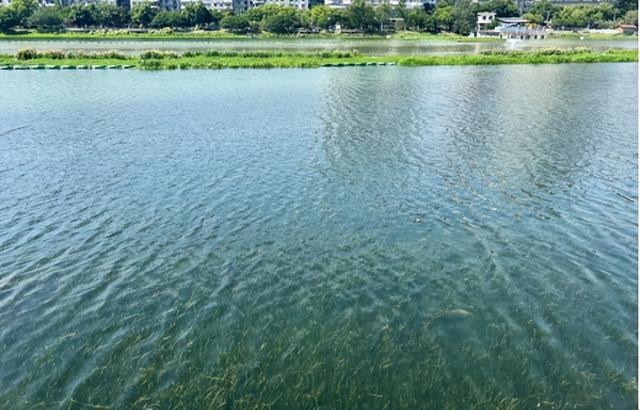 夏日荟聚游武昌，双湖桥片区“水清岸绿”颜值再提升