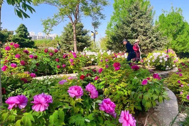 半日休闲游玩 | 牡丹+流苏+多巴胺花海，好拍到停不下来