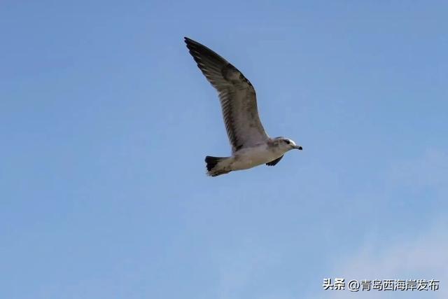 “鸥”耶！西海岸来了一批“老朋友”！