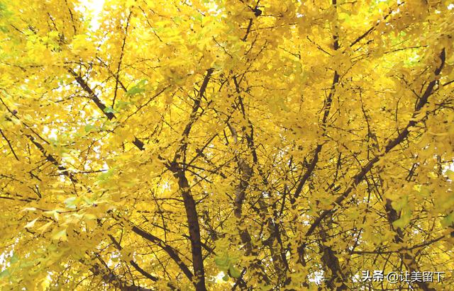 贵州贵阳乌当区百宜镇拐吉村的银杏树叶梯次金黄