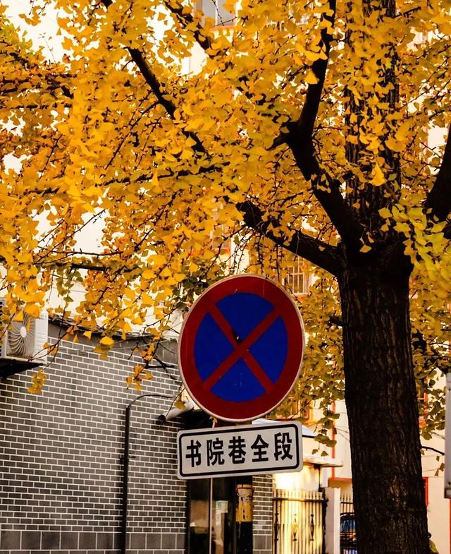 临沂秋日免费打卡全攻略 | 这10个宝藏地遛娃拍照绝了！