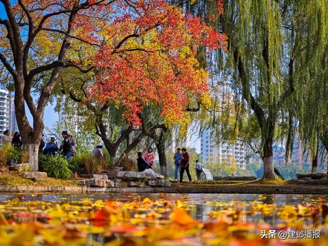 南京深秋顶流！莫愁湖的乌桕树藏不住了