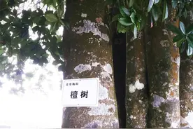 在山西盂县，经常有人把檀姓写作“枟”，“枟”字怎么读呢？图片
