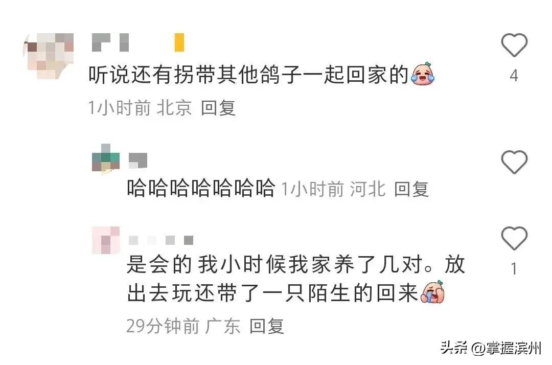 溜出去50多个小时 这只和平鸽刚到家(放飞后约15分钟,就有和平鸽飞回家了) 溜出去50多个小时 这只和平鸽刚到家(放飞后约15分钟,就有和平鸽飞回家了)