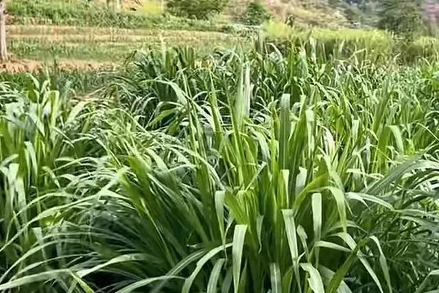 高达7米,亩产可达30吨,种植一次可收割15年,你见过这种草吗?