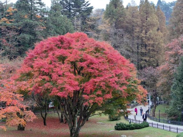 第二届庐山音乐节“邂逅”庐山赏枫季：乐队游客歌迷喜重重