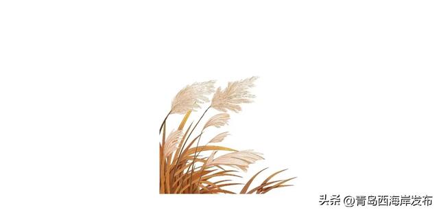 超级出片！西海岸这片芦苇荡氛围感拉满！