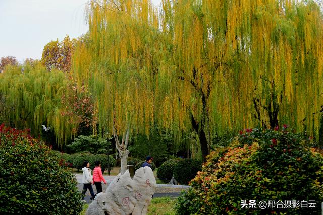 达活泉：公园披金衣，满目黄金柳（图）