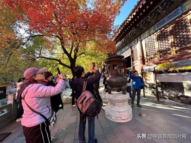 霜降染秋色，层林尽染正当时——香山公园进入红叶最佳观赏期