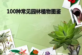 认识了这100种常见园林植物，带孩子逛公园再也不怕孩子的问了图片