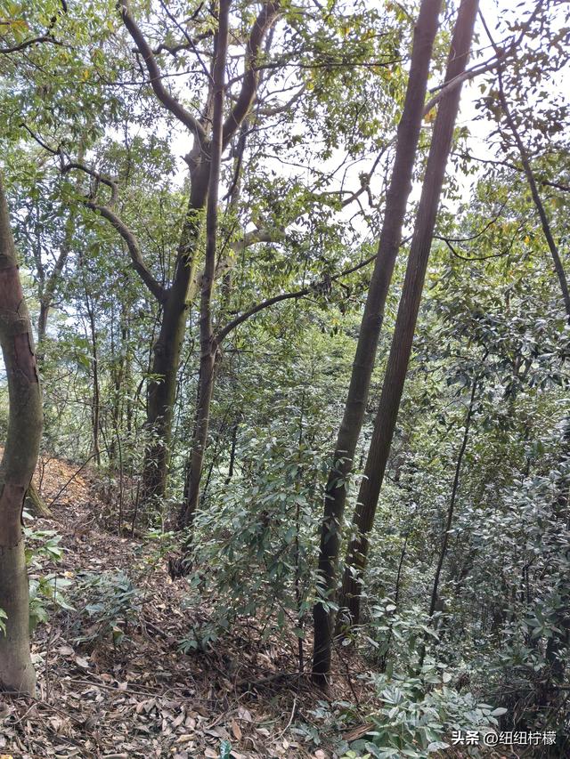 户外徒步之挑战缙云九峰，从健身梯道到狮子峰，走了四小时