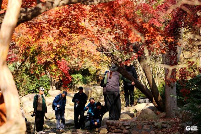 初冬限定浪漫：青岛中山公园红叶正艳