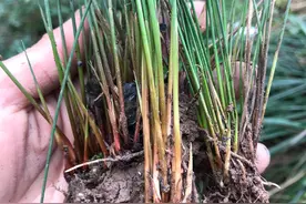 农村生长的这些植物都是中草药，看看你都认识哪些？图片