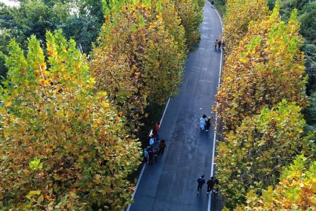 彩叶斑斓 层林尽染 重庆这个冬日童话小镇太美啦！