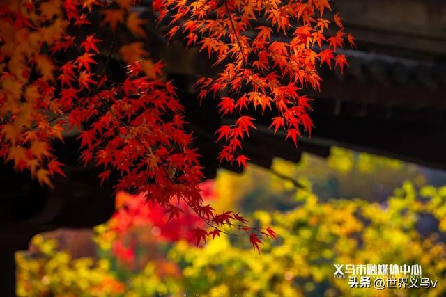 今日义乌丨义乌之秋，太仙啦