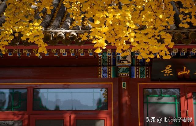 北京秋日Citywalk全攻略｜本周银杏黄金路线追秋指南