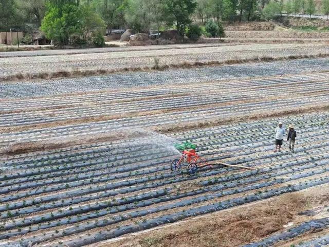 洋芋开花赛牡丹