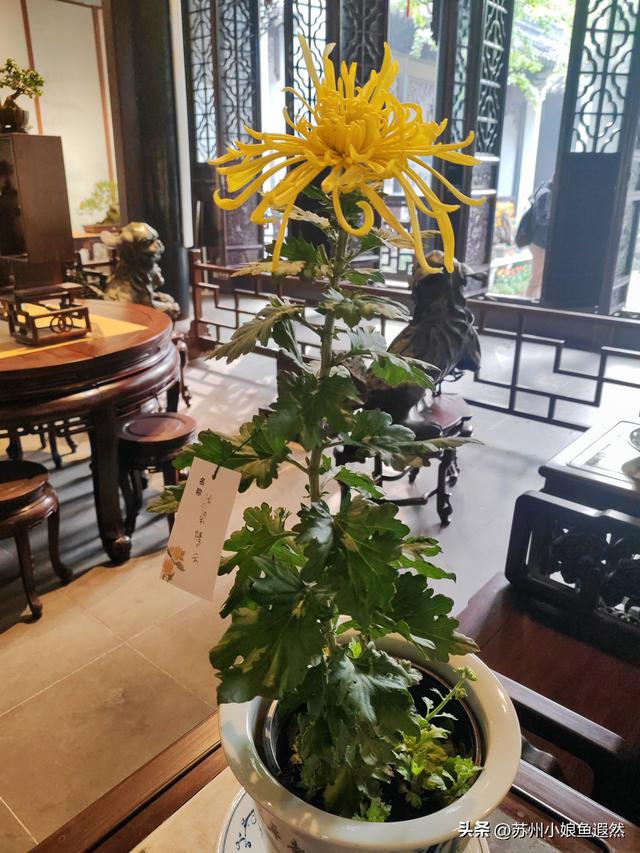 2025苏州狮子林菊展：赴一场比《甄嬛传》存菊堂更盛的秋日菊宴