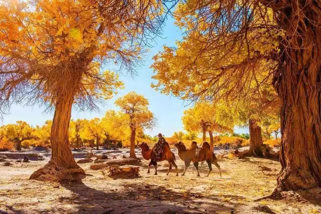 又火出圈！额济纳入选马蜂窝十一假期热门宝藏小城TOP10