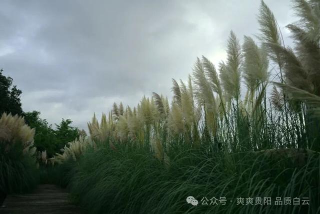 【爽游白云】白云蒲苇花开，在风中摇曳着初秋的浪漫……