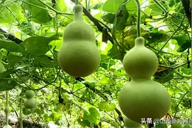 葫芦带来“福禄”图片