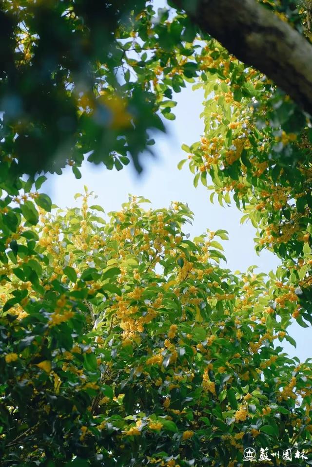 桂香满城！苏州桂花赏花地图来了！