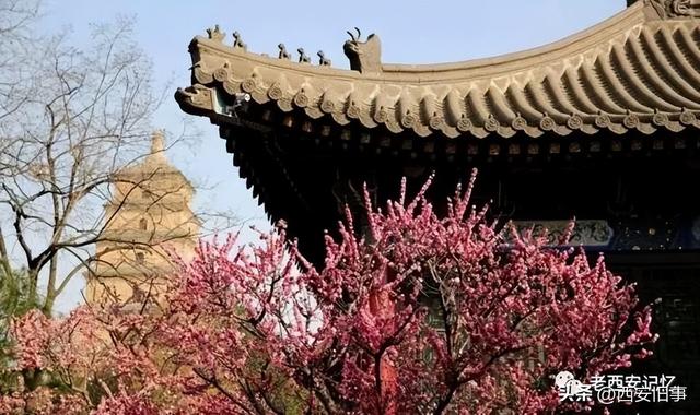 朱文杰：大雁塔的奇卉名木（上）