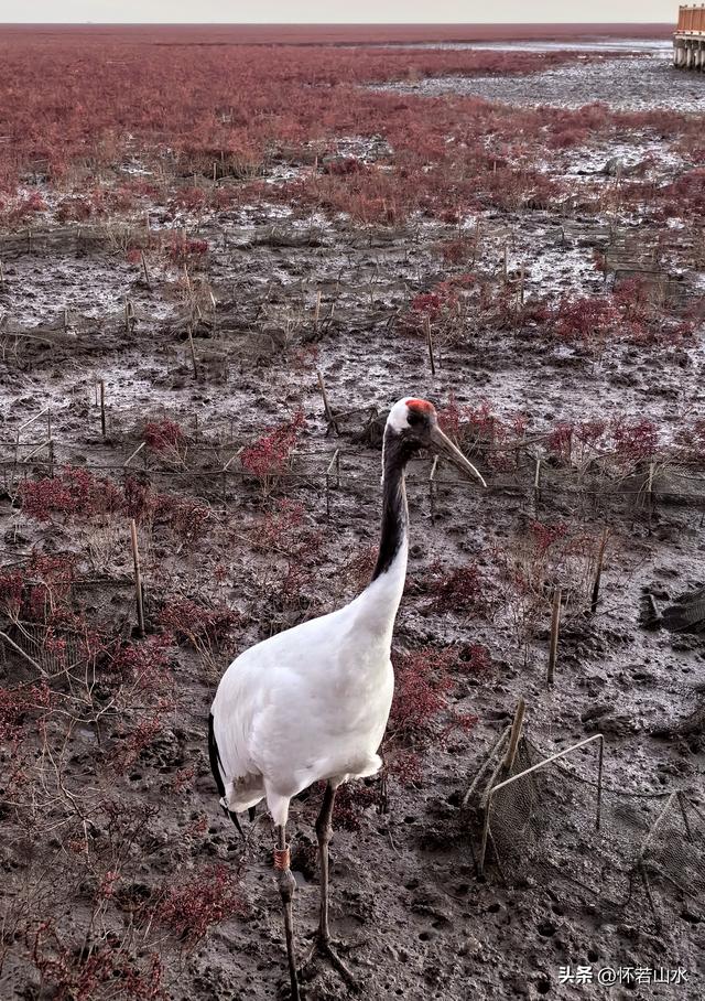 2025辽宁赏秋之旅日记(5)——从本溪前往盘锦 游览红海滩景观