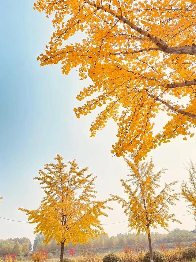 临沂人秋日里心心念念的风景已经来了，快看看吧