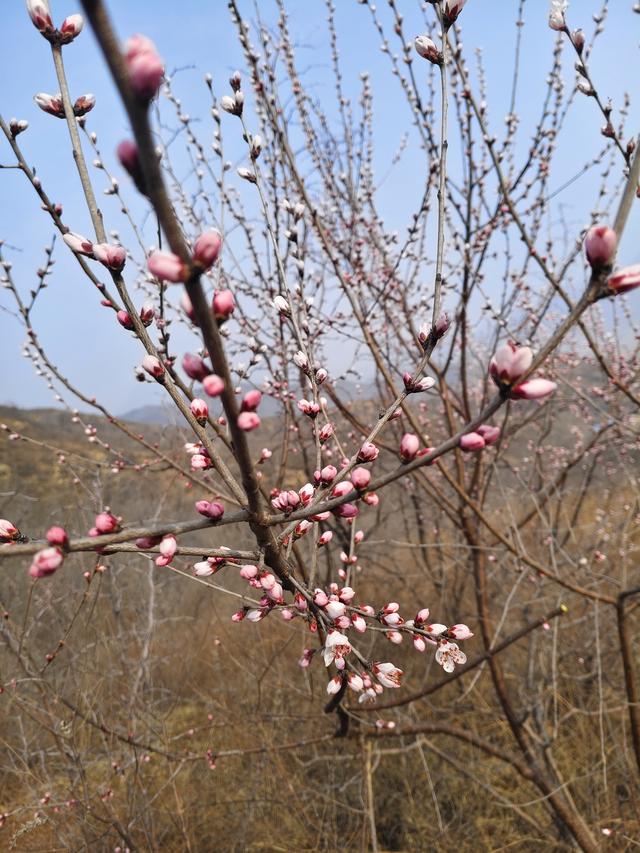 马年第一登啦！——元氏：桃花沟黑水河村赏桃花啦！