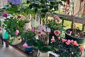 公认难养的18种花，劝你不要买，“都是坑”越养越闹心图片