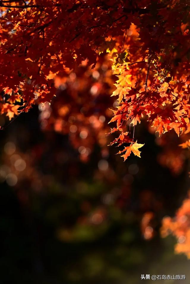 赤山四季皆美景，岁月如画待君游