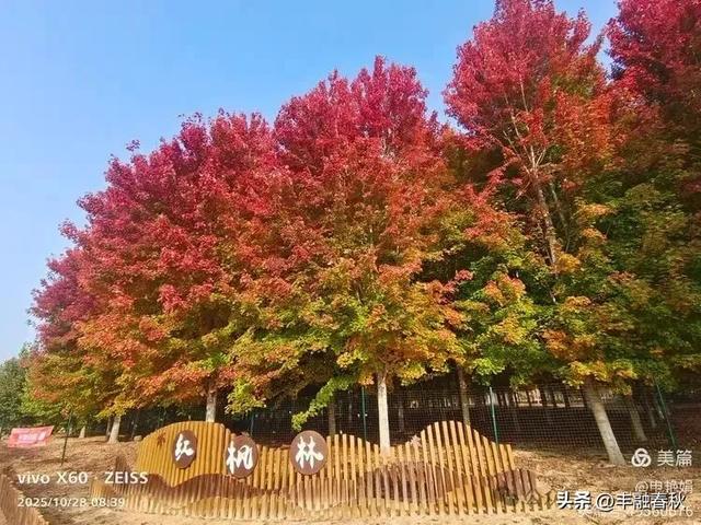 丹枫映秋，枫彩满楼｜申艳娟