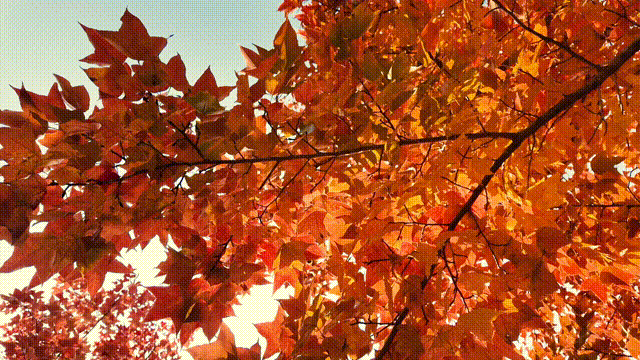 走不出这画了，我已被西海岸的秋景迷倒 🥹