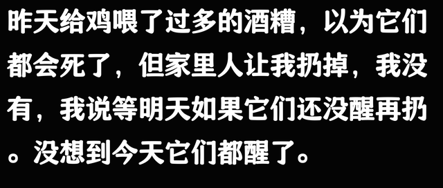 笑不活了！广西柳州一女子用酒糟喂鸡，鸡醉了三天，评论区笑翻了