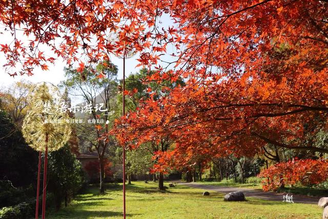 宁波这个丛林秘湖又火了，银杏与红枫美成油画，很适合拍照与休闲