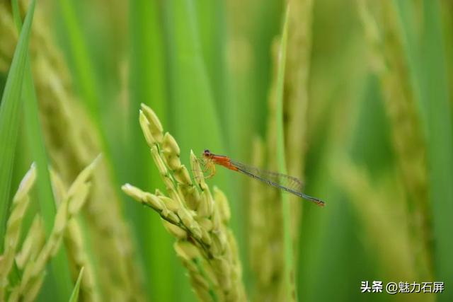 稻浪翻滚时，来赴一场摸鱼狂欢！8月23日丰收节限定快乐上线