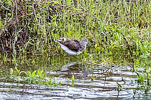 烟雨大别山，醉美望天村