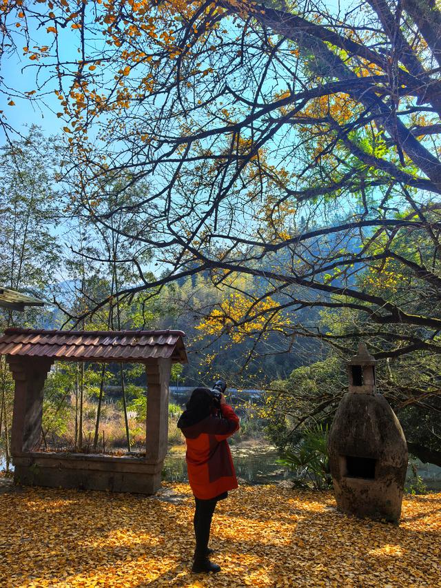 后叶村的古银杏浅唱低吟