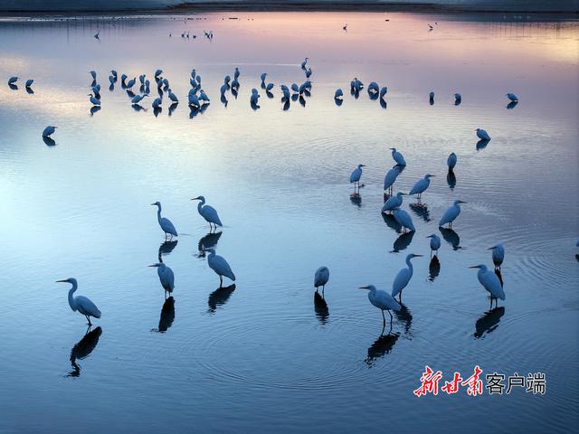 阿克塞：白鹭舞蹁跹 冬景入画来