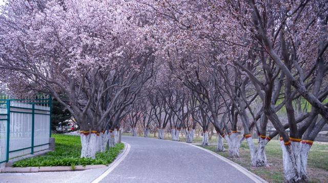 春风有信，花开有期！石家庄公园广场春季赏花指南来了