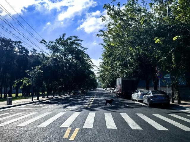 中山网红夜市近日开市!| 中山镇街