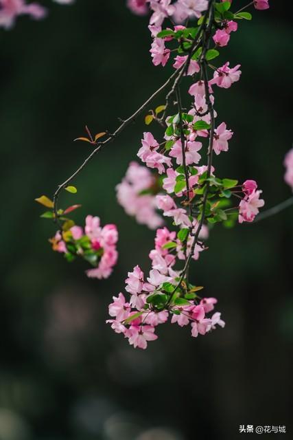 南昌的春天，被这片海棠花海承包了！满城粉雾，美到窒息