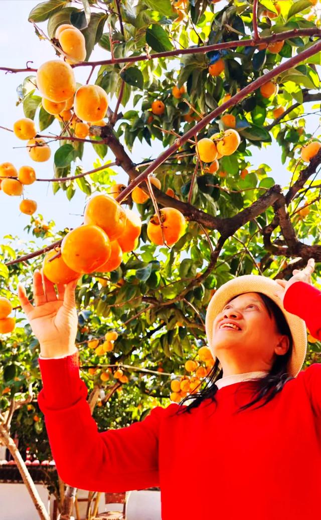 桂林：不入柿园，怎知秋色几许！